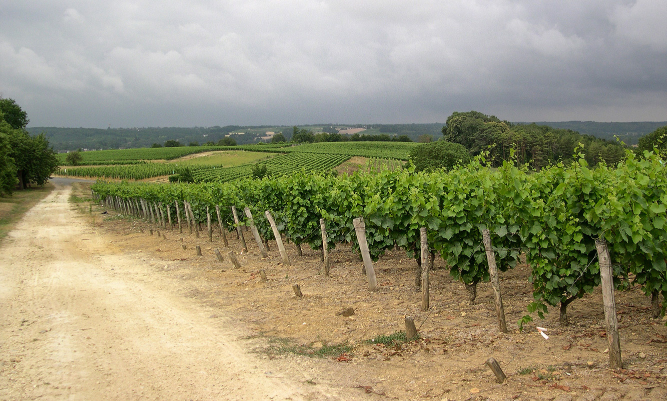 Vignes