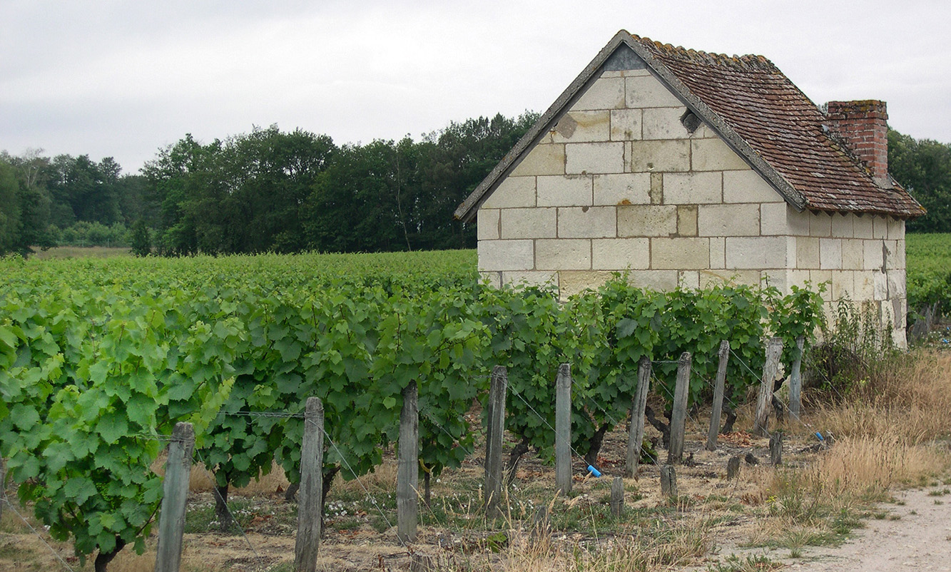 Maison de vignes