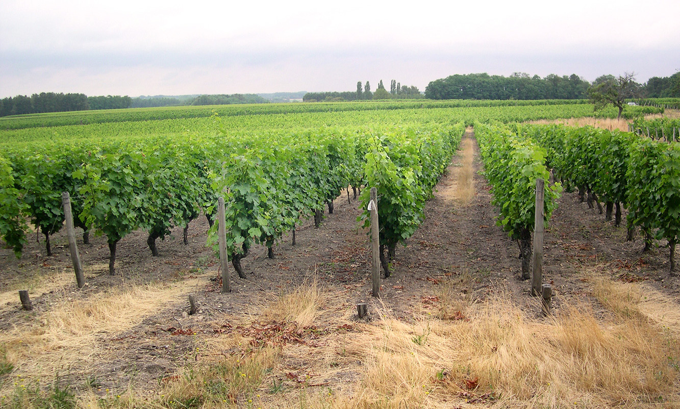 Vignes